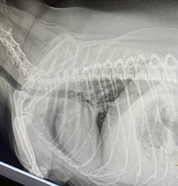 Radiografia de tórax de cão no monitor da Diagnosi