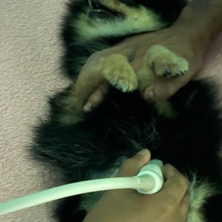 Ultrassonografia em um cão de pelagem preta, deitado de barriga para cima
